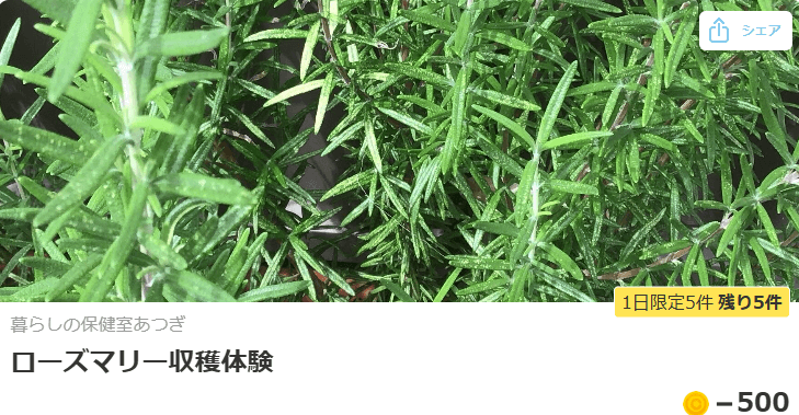 ローズマリー収穫体験